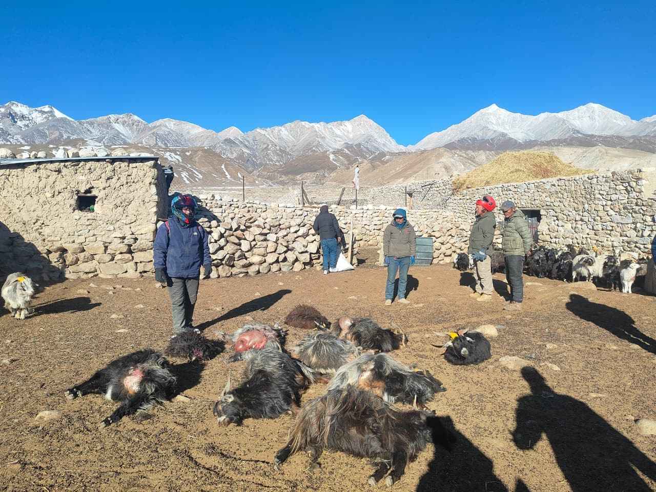 उपल्लो मुस्ताङमा हिमचितुवाको आक्रमणबाट २१ भेडाच्यांग्रा मरे